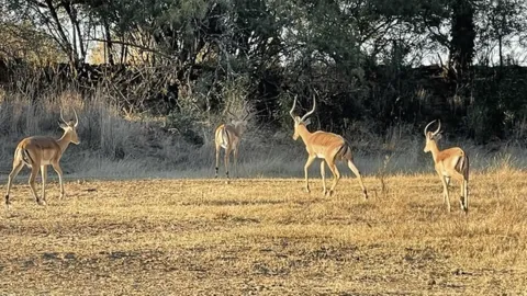 128ha Private Game Retreat With Furnished Residence On Auction: Farm Brakfontein, Swartruggens